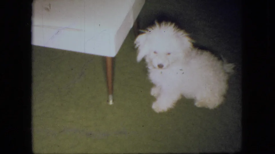 In 1966 Ohio home-movie footage, a fluffy white puppy sits on green carpet near the lower corner of a white chair with a slender wooden leg.