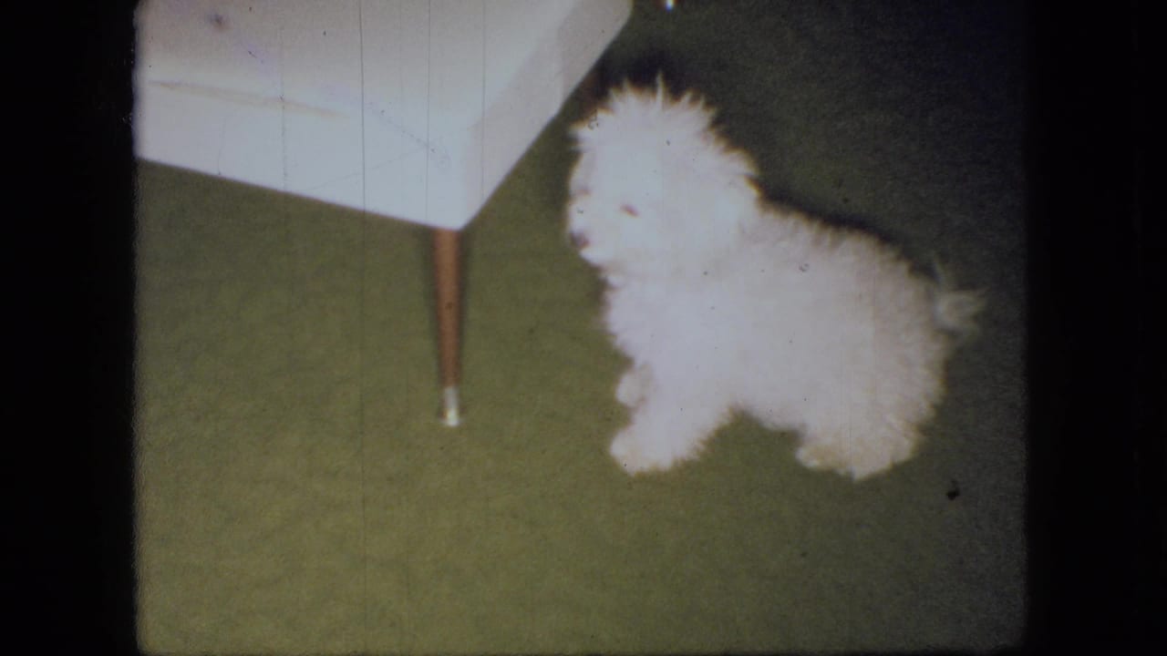 The small white puppy turns its head while sitting beside a white chair on green carpet in the 1966 Ohio interior scene.