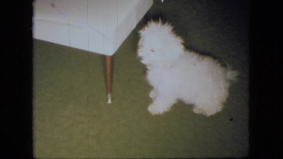 The small white puppy turns its head while sitting beside a white chair on green carpet in the 1966 Ohio interior scene.