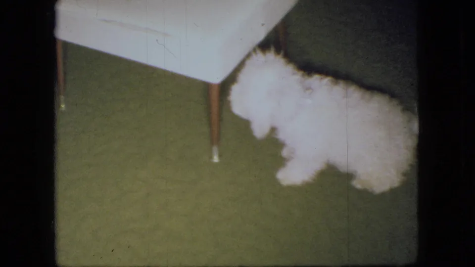 The fluffy white puppy moves past the chair leg on green carpet, with motion softness and warm 8mm color visible in the frame.