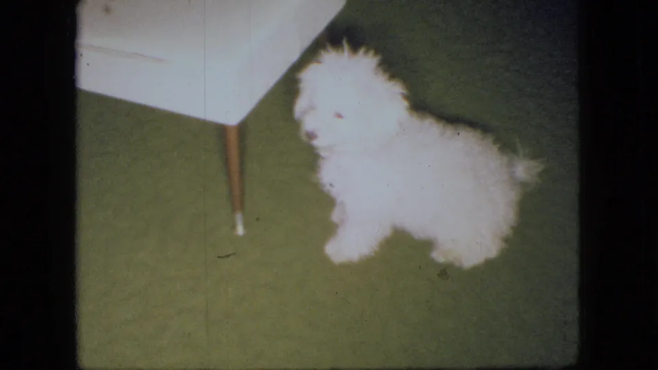 Near the end of the 1966 Ohio clip, the white puppy stands beside the white chair and looks off to the side on the green carpet.