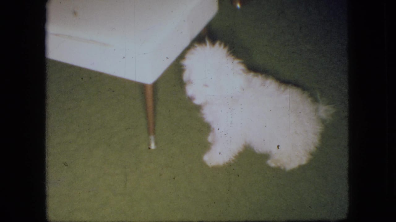 A fluffy white dog stands on a green carpet near a white table leg in an Ohio 1966 home-movie interior.
