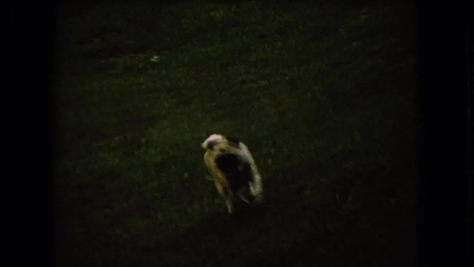 1966 Ohio home-movie frame showing a small pug-like dog moving across a grassy yard in soft, dark exposure.