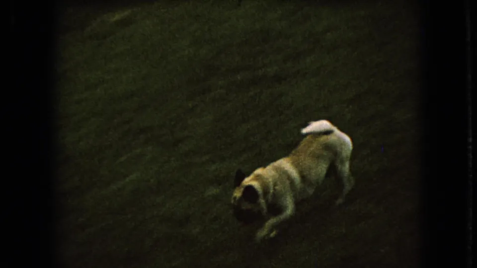 In 1966 Ohio home-movie footage, a light-colored dog runs across a dim grassy lawn, with soft focus and visible 8mm grain.