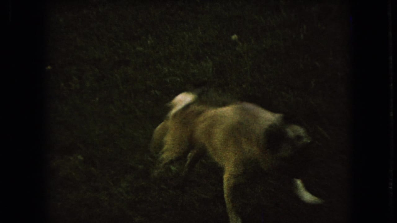 The dog moves through the dim yard in the 1966 Ohio clip, its pale curled tail and body softened by motion blur and low-light 8mm exposure.