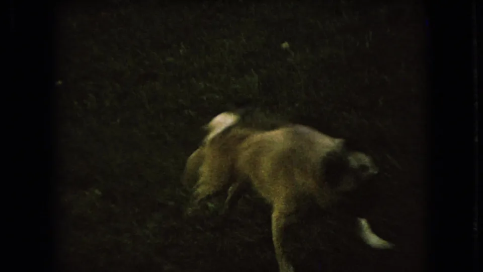 The dog moves through the dim yard in the 1966 Ohio clip, its pale curled tail and body softened by motion blur and low-light 8mm exposure.