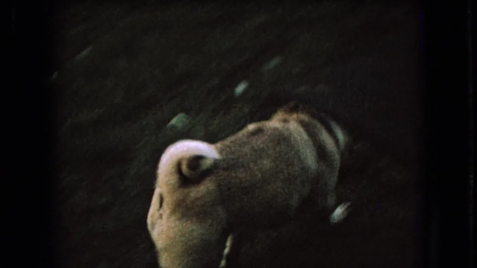 A closer low-light frame shows the dog's back and curled pale tail as it turns or passes near the camera on the dark grassy lawn.
