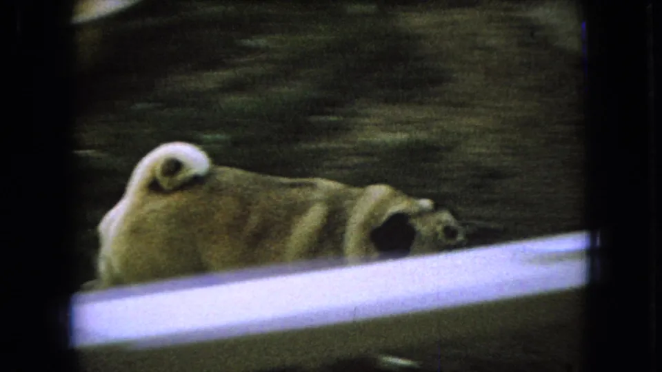 The dog is partly hidden behind a pale foreground edge in the final 1966 Ohio frame, with its curled tail and head visible against the dark lawn.