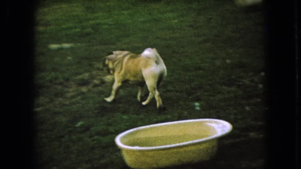 Small fawn-colored dog moves across a grassy Ohio backyard in 1966 8mm home-movie footage, with a yellow metal tub in the foreground.