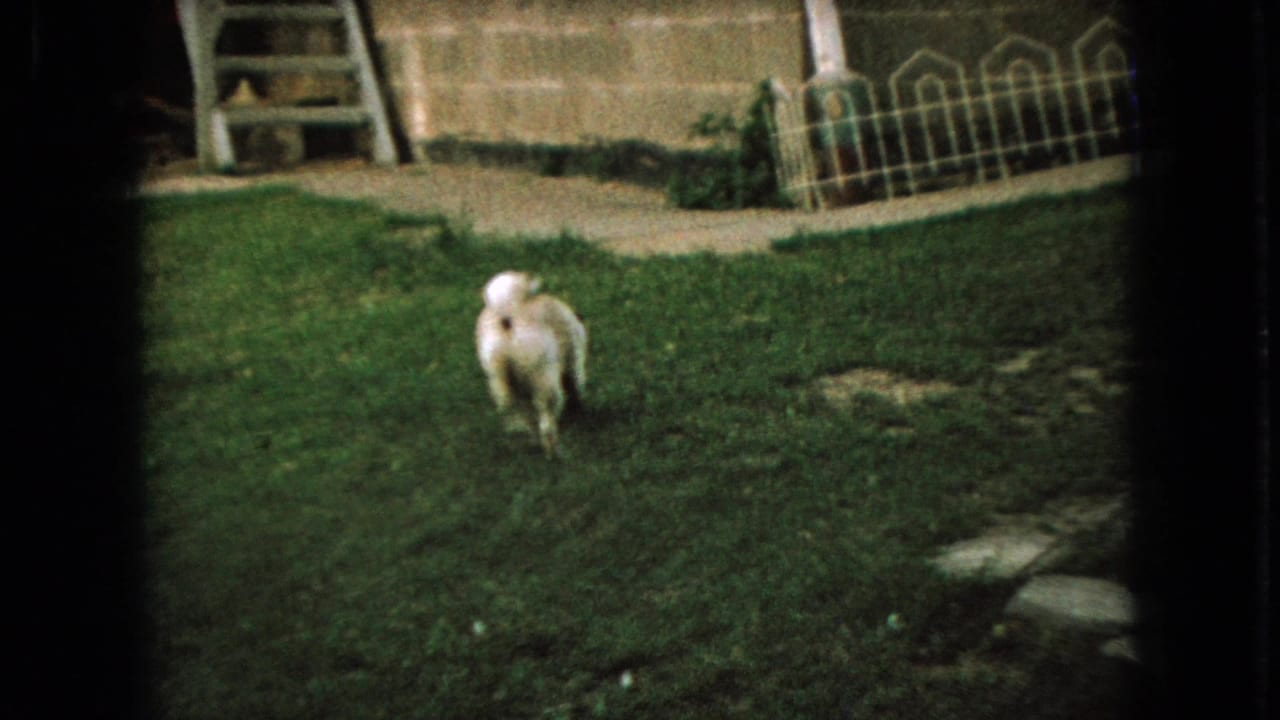 Small dog running away across grass toward a house wall and garden edging.