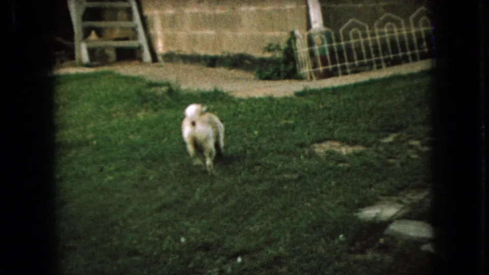 Small dog runs across a residential lawn in the supplied 1966 Ohio home-movie scene, with a house wall, ladder, and garden edging in the background.