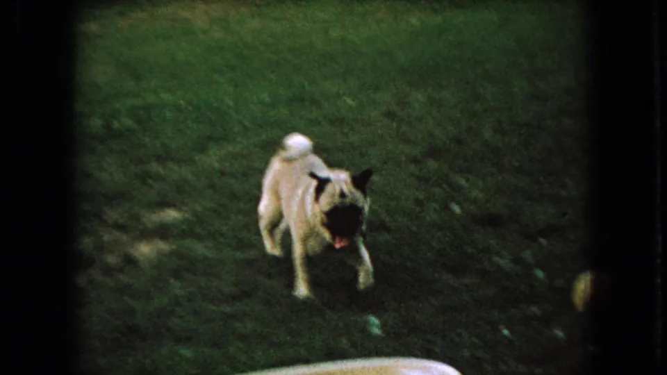 Small dog faces the handheld camera on a grassy Ohio backyard lawn in 1966 8mm footage, caught mid-motion with its mouth open.
