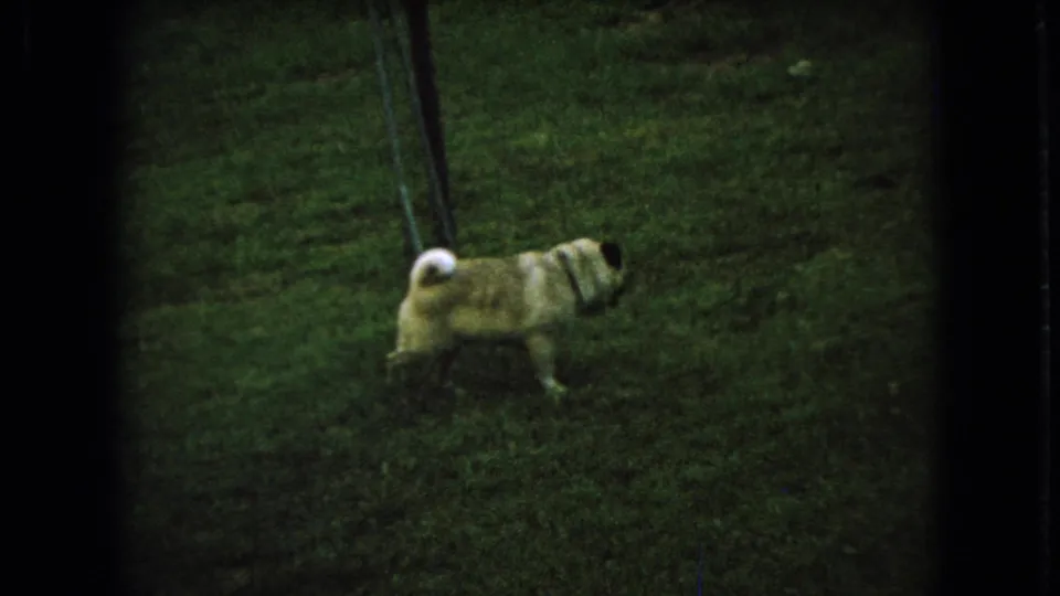 Small fawn-colored dog stands in profile on a grassy backyard in the 1966 Ohio home-movie clip, framed by dark 8mm borders and a vertical post nearby.