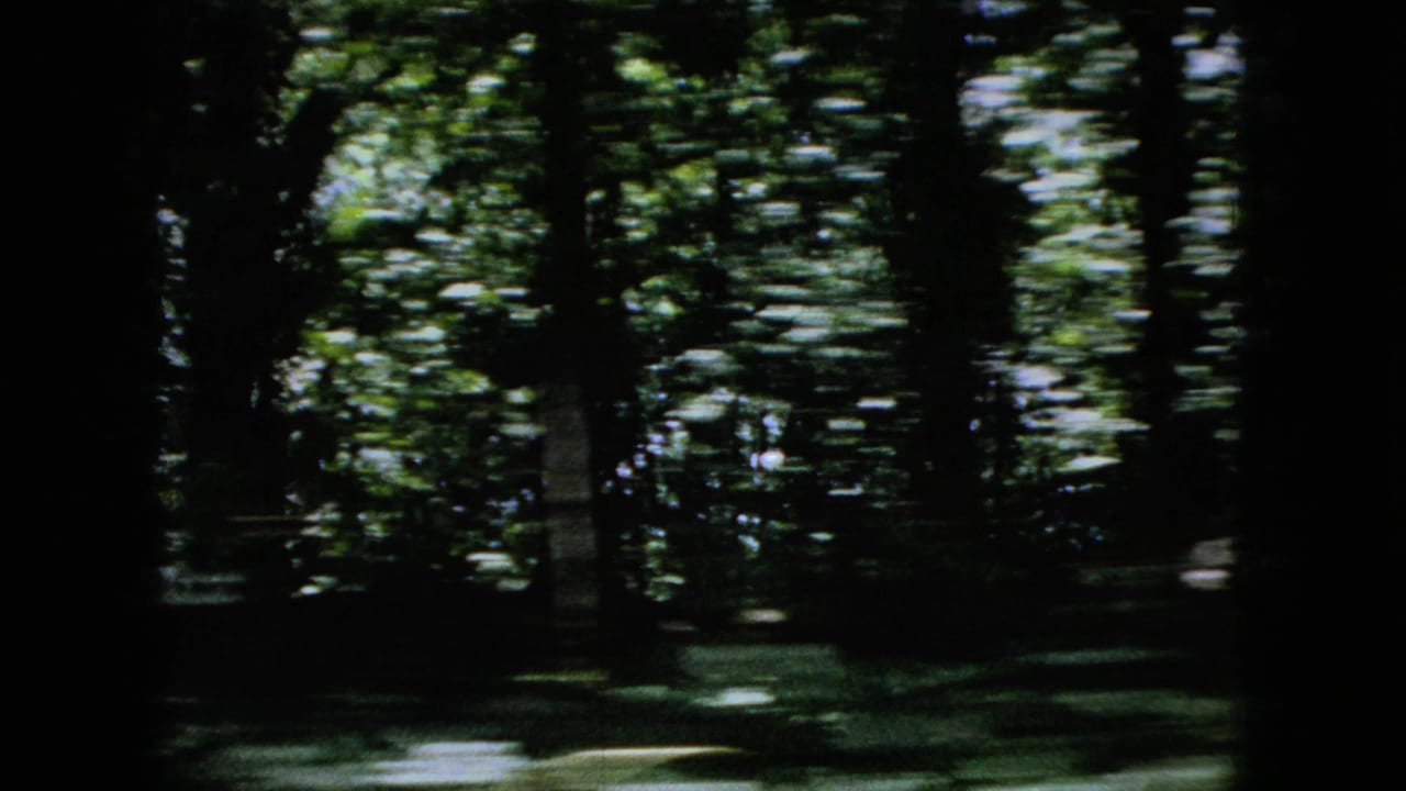 Dark wooded area with sunlit green foliage and tree trunks passing by.