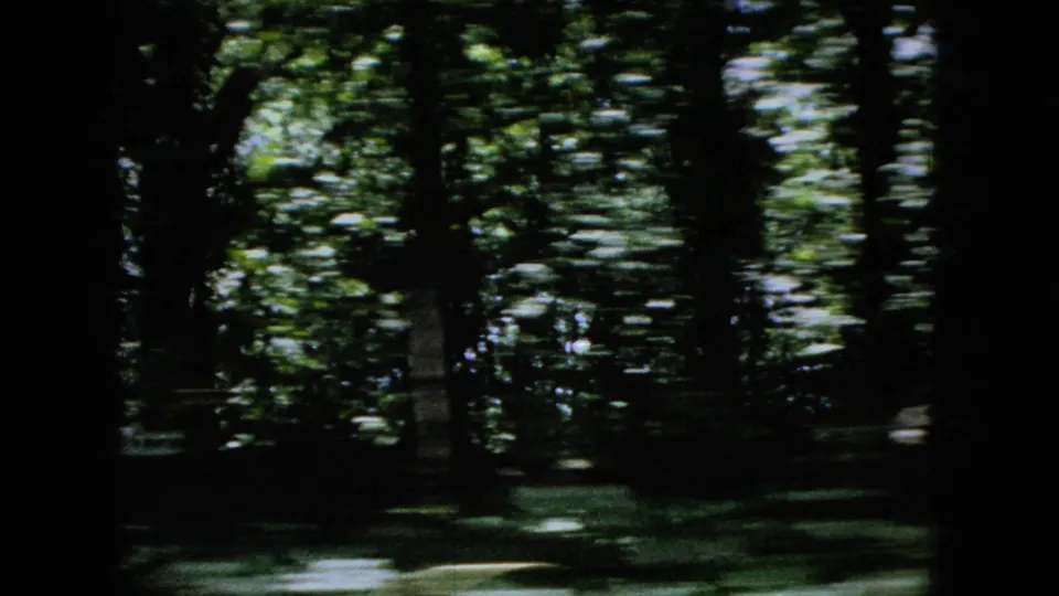 1966 Ohio travel footage frame looking into dense woodland, with dark tree trunks and sunlit green leaves blurred by motion.