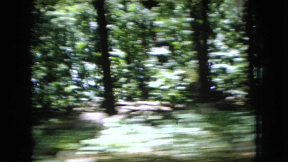 Moving 8mm frame from Ohio in 1966 showing sun-dappled forest floor, tree trunks, and green leaves streaked by lateral camera motion.