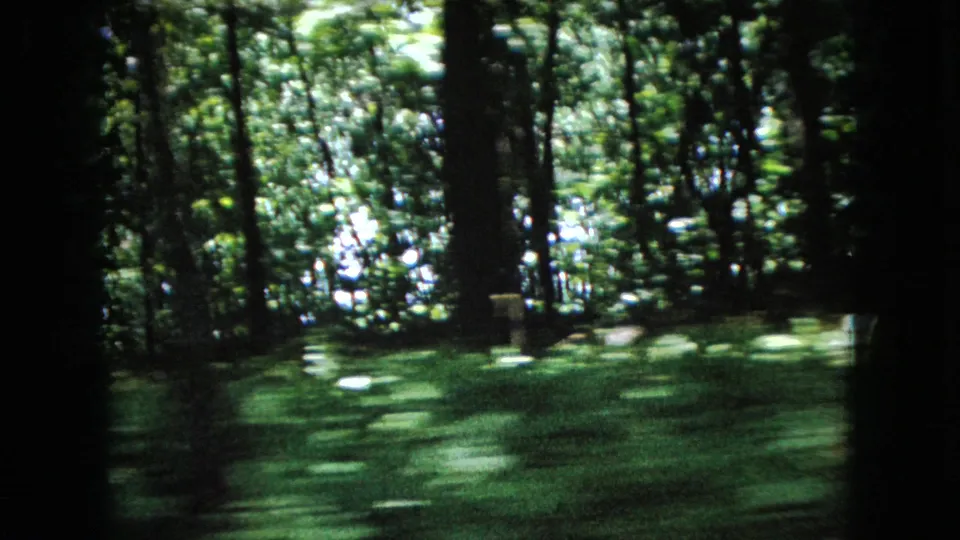 1966 Ohio home-movie frame of dense woodland with tall trunks, leafy background, and green ground cover blurred from a moving vehicle perspective.