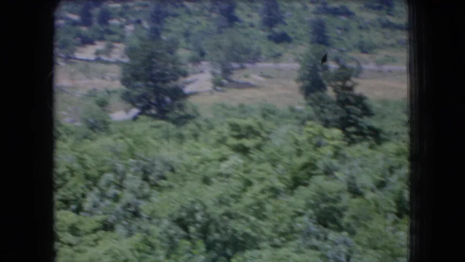1966 Ohio 8mm frame showing a wooded hillside with dense summer foliage, soft focus, and a pale path or clearing in the background.