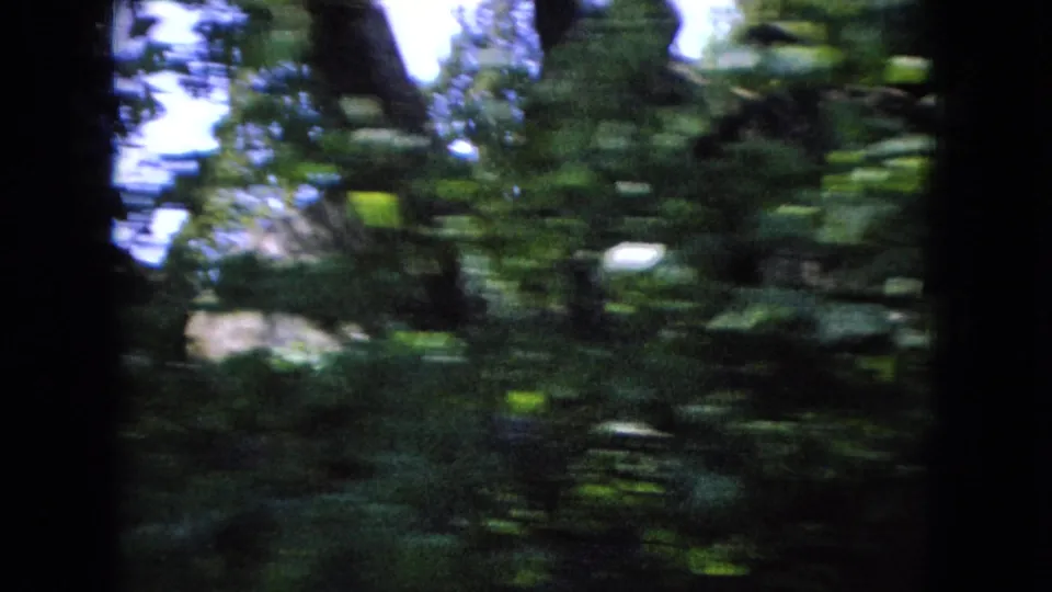 1966 Ohio 8mm frame with handheld motion blur across dense green foliage, tree trunks, and bright patches of daylight.