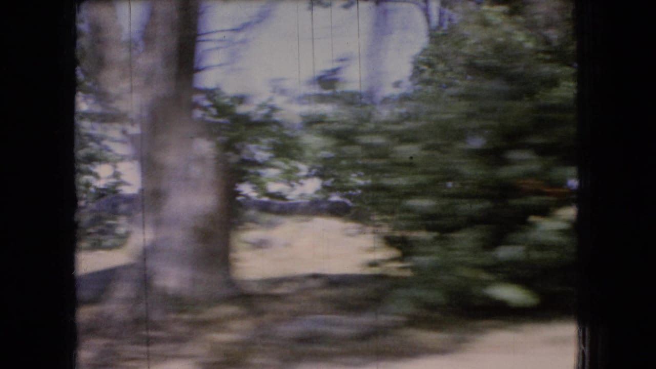 1966 Ohio 8mm frame showing leafy trees, brush, and dry ground passing by from a moving vehicle, with dark vertical frame edges and visible film wear.