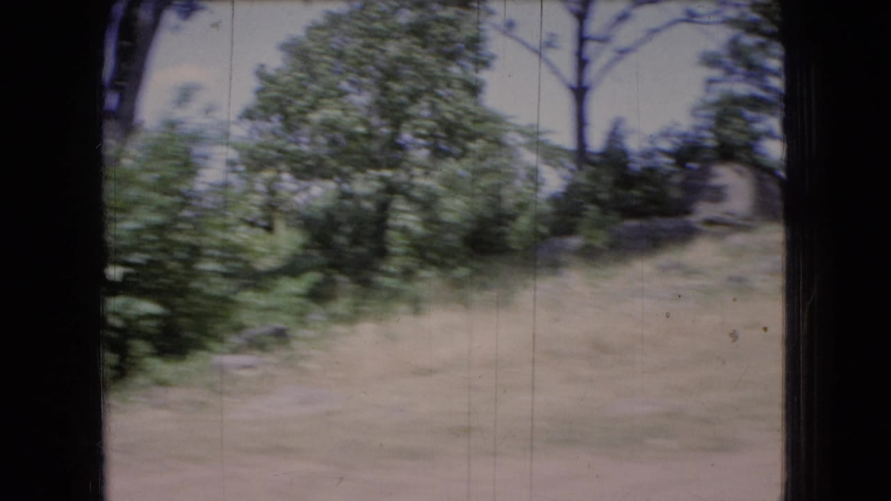 Wooded roadside terrain with trees and open ground.