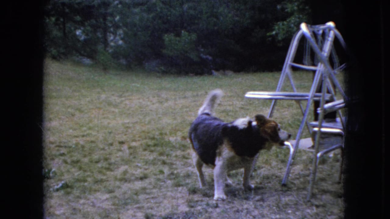 A beagle-type dog stands on a patchy grassy backyard in Ohio 1966 home-movie footage, near a metal folding lawn chair or step-ladder form and trees.