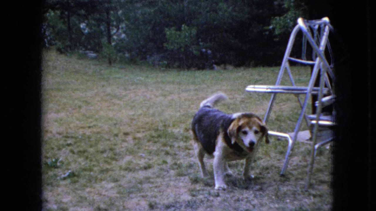 A black, brown, and white beagle-type dog faces the camera on a grassy Ohio backyard lawn, with metal outdoor furniture and trees behind it.