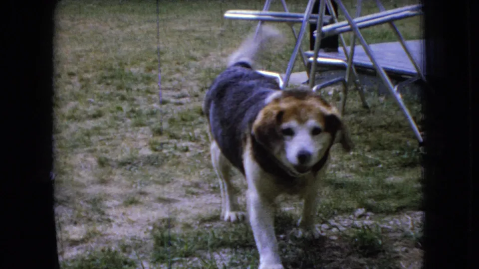 The beagle-type dog moves closer to the camera in the 1966 Ohio home-movie scene, with backyard grass, metal furniture, and dark frame edges visible.