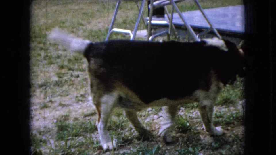 A beagle-type dog walks across the backyard past metal outdoor furniture, partly close to the lens, in grainy 1966 Ohio 8mm footage.
