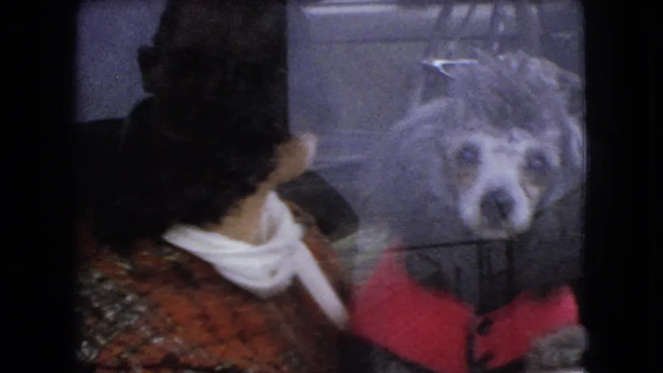 A close 1966 Ohio home-movie frame shows the small fluffy dog in a red sweater next to a partially visible person, with reflections and soft focus across the car window.
