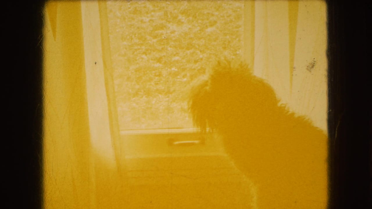 Warm yellow-tinted 8mm frame showing the dog in silhouette near the same window, with outdoor grass faintly visible through the glass.