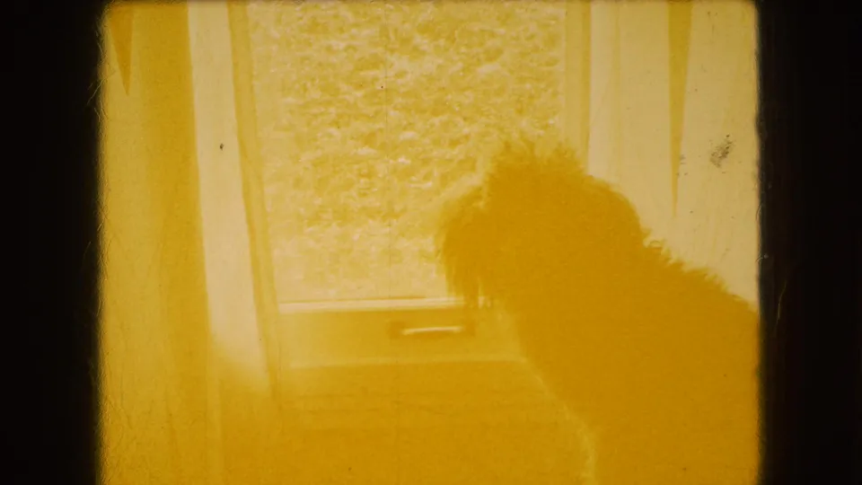 Warm yellow-tinted 8mm frame showing the dog in silhouette near the same window, with outdoor grass faintly visible through the glass.