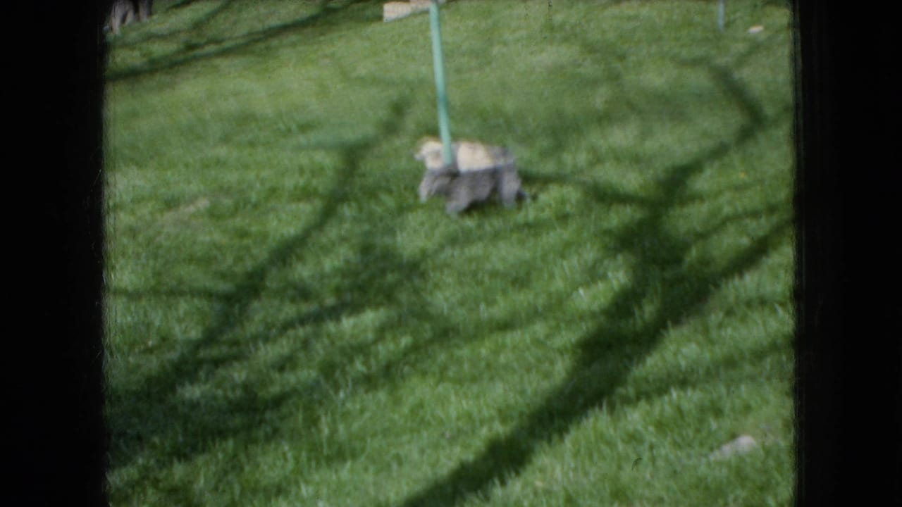 Light-colored small dog on green grass near a garden stake.