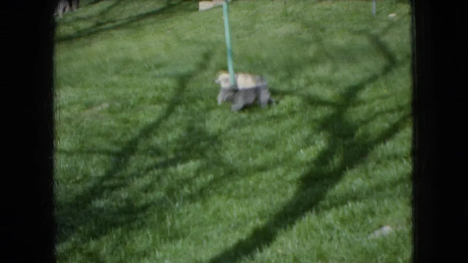 A light-colored small dog moves across a grassy Ohio lawn near a thin green garden stake in this 1966 8mm home-movie frame.