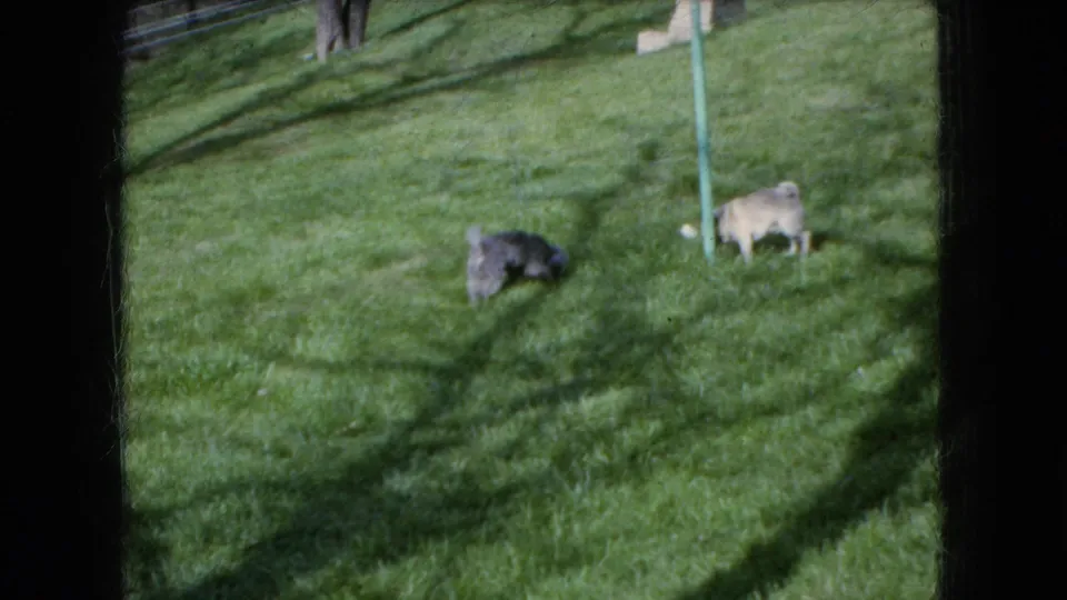 Two small dogs, one dark and one light-colored, move across a sunlit Ohio lawn near a green garden stake in the 1966 home-movie footage.