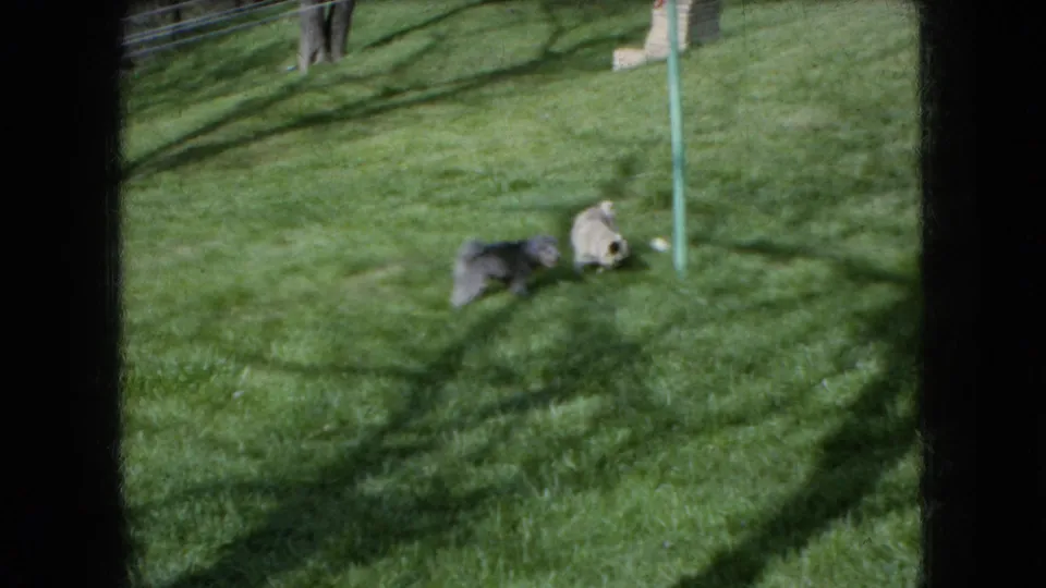 The dark curly-haired dog and lighter pug-like dog appear close together on the grassy Ohio lawn, framed by 8mm borders and tree shadows.