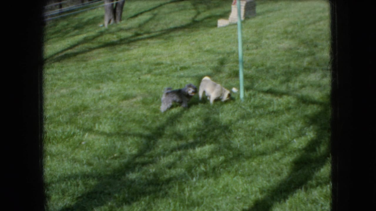 Two small dogs play on a sunlit grassy backyard lawn in Ohio, consistent with the supplied 1966 home-movie metadata.