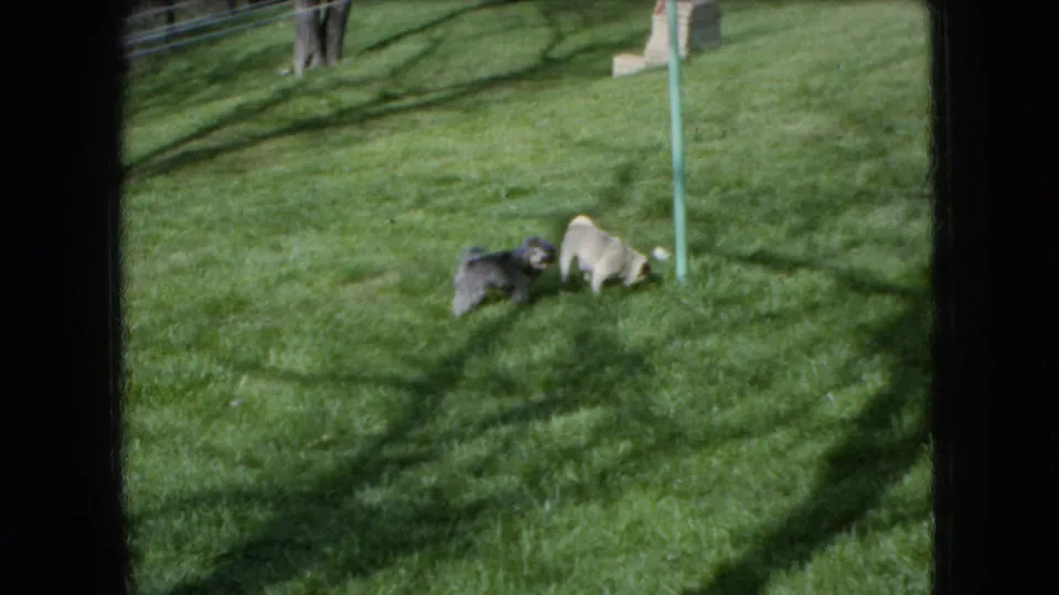 Two small dogs play on a sunlit grassy backyard lawn in Ohio, consistent with the supplied 1966 home-movie metadata.