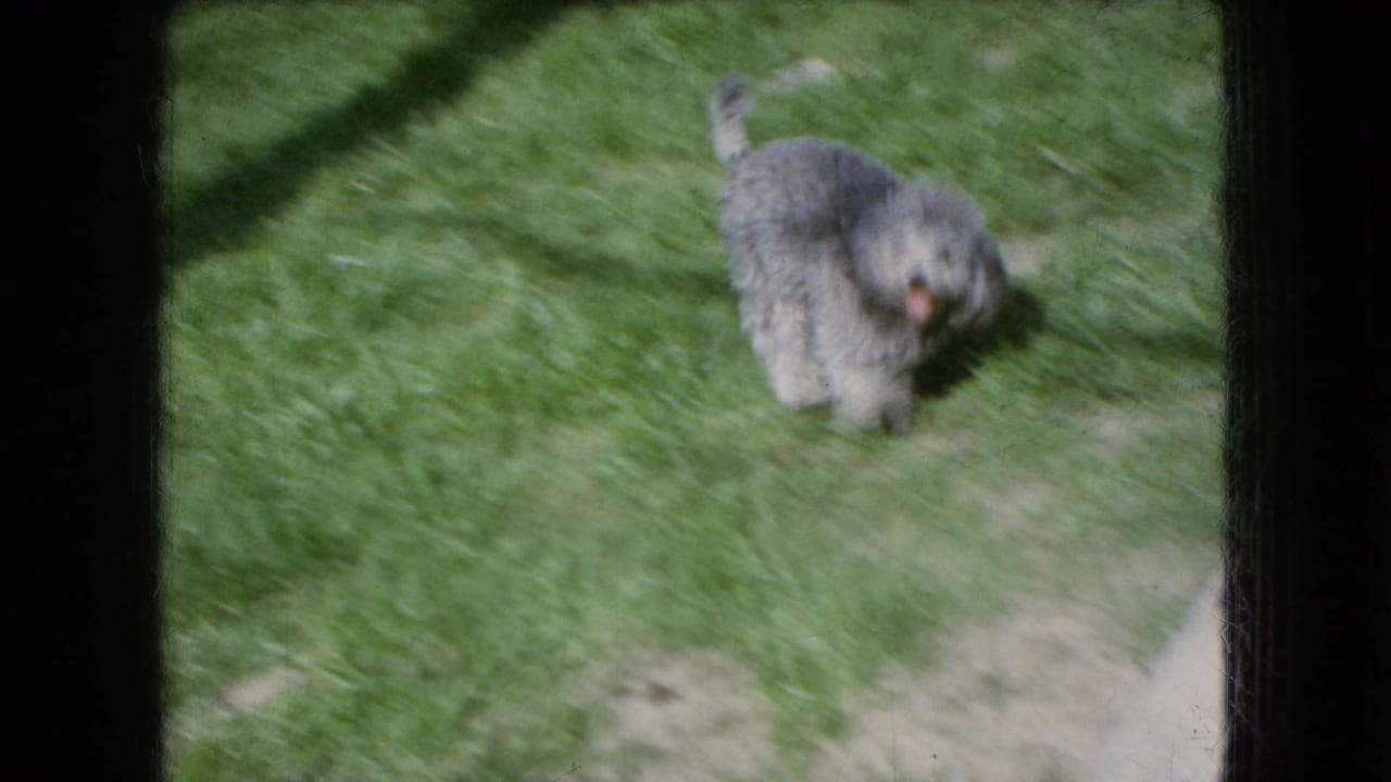 A gray poodle-type puppy moves across the sunlit backyard grass in 1966 Ohio home-movie footage.