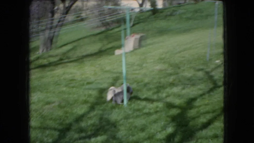 Two small dogs gather near a metal yard post on a green backyard lawn, matching the supplied Ohio 1966 archive context.