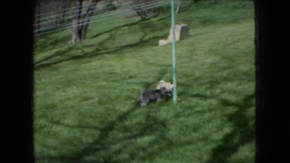 Two small dogs continue playing near a metal yard post on a sunlit Ohio backyard lawn in the 1966 home-movie clip.
