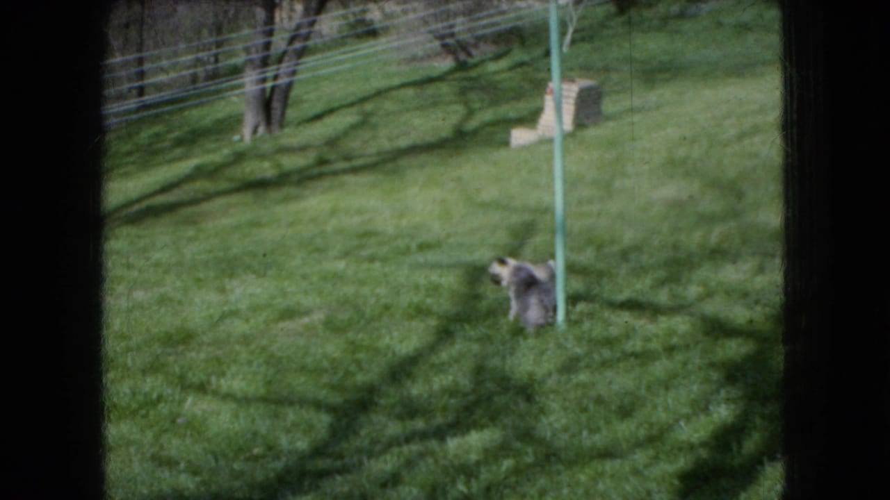 1966 Ohio 8mm home-movie frame showing a small dog on a sunlit grassy lawn near a green pole, with tree shadows and a brick yard feature in the background.