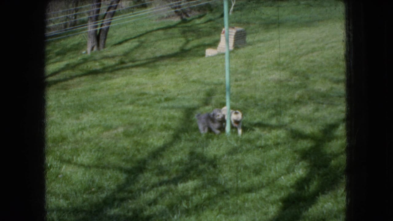1966 Ohio 8mm home-movie frame showing two small dogs close together near a green pole on a grassy yard with soft focus and dappled shadows.