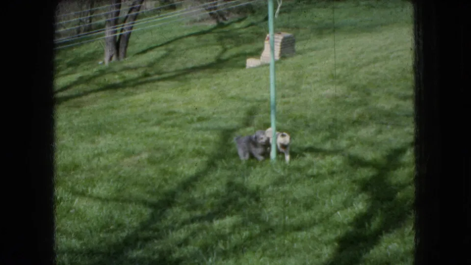 1966 Ohio 8mm home-movie frame showing two small dogs close together near a green pole on a grassy yard with soft focus and dappled shadows.