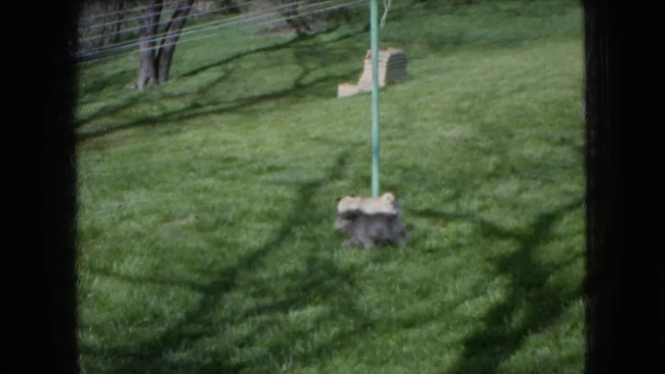 1966 Ohio 8mm home-movie frame showing two small dogs tumbling together in a grassy yard beneath a green pole, partly softened by motion blur and film grain.