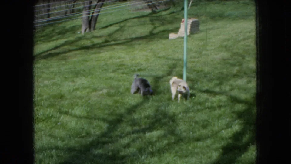 1966 Ohio 8mm home-movie frame showing two small dogs on a sunlit grassy lawn near a green pole, with one darker dog crouched and one lighter dog standing nearby.