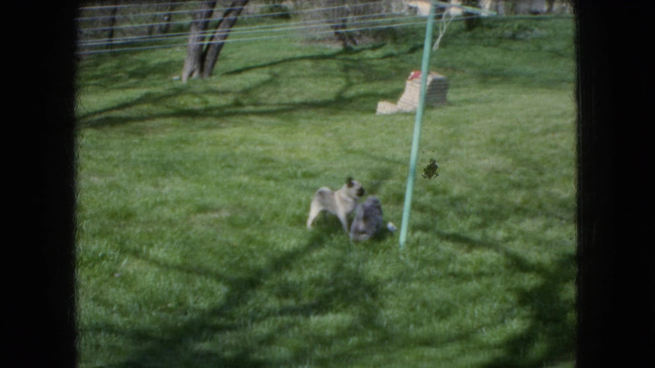 In 1966 Ohio home-movie footage, two small fluffy dogs tussle on a sunlit backyard lawn framed by dark edges from a doorway or window.