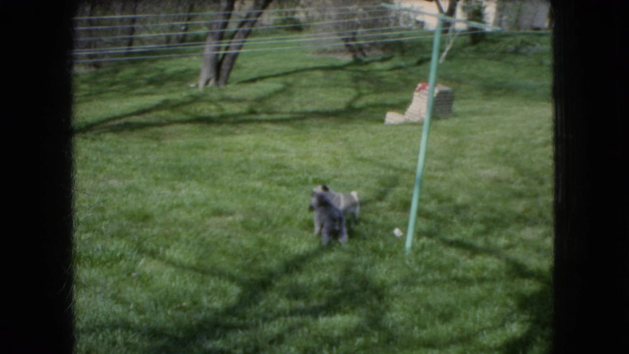 A darker small dog moves across the Ohio backyard lawn, with the lighter dog partly nearby and a clothesline pole rising in the sunlit grass.