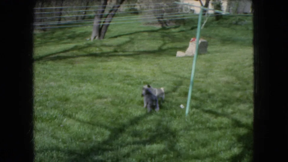 A darker small dog moves across the Ohio backyard lawn, with the lighter dog partly nearby and a clothesline pole rising in the sunlit grass.