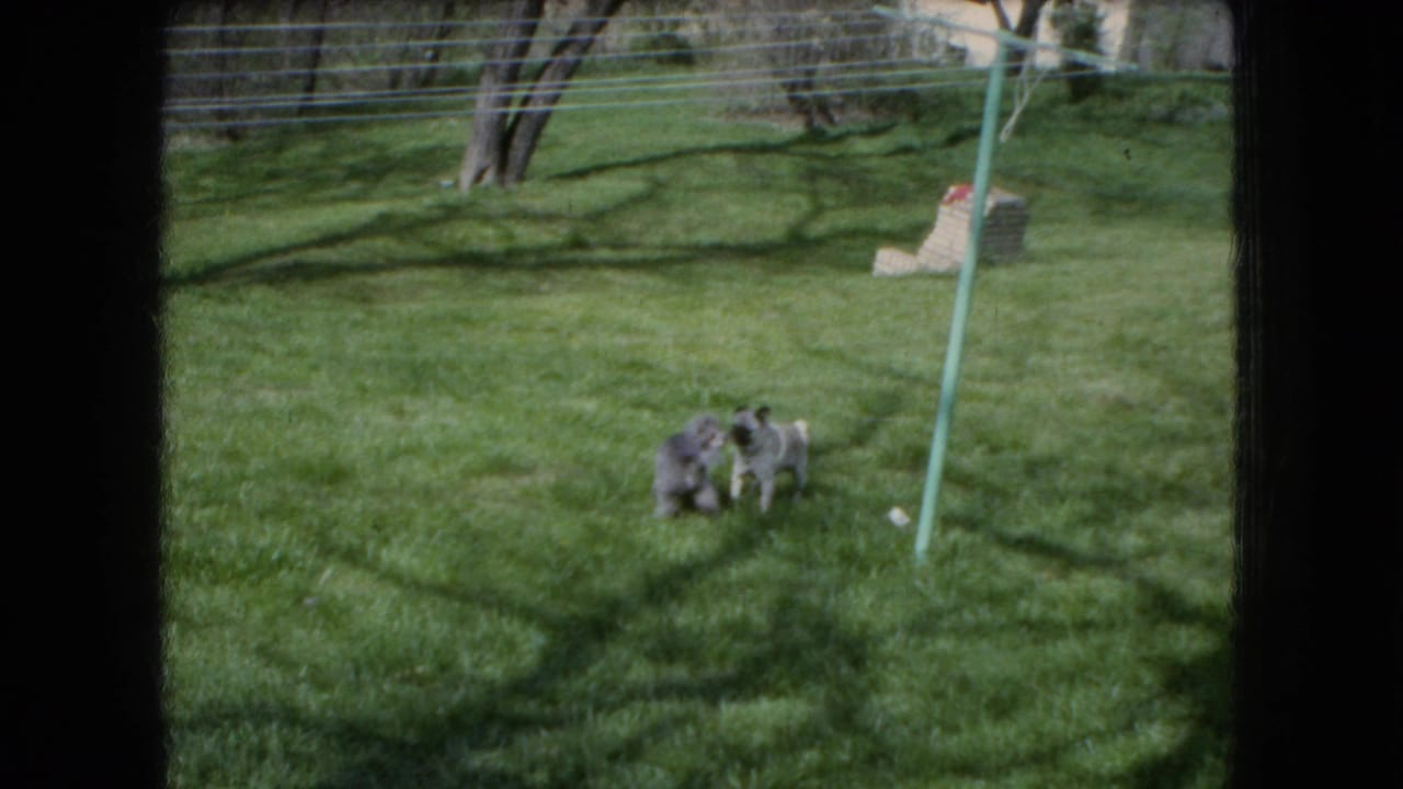 Two small dogs face each other on a grassy lawn under tree shadows.